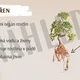 KOŘEN - prezentace a pracovní list 2