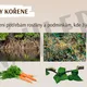 KOŘEN - prezentace a pracovní list 3