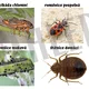 Hmyz - informační karty, pracovní list, QR kódy 3