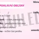 KVĚT - prezentace, pracovní list a opakovací kartičky 3