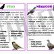 Ptáci - informační karty, opakovací kartičky, zápisový list 3