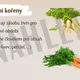 KOŘEN - prezentace a pracovní list 4
