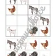 DOMÁCÍ A HOSPODÁŘSKÁ ZVÍŘATA - sudoku 2