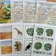 Zvířata v zoo/Exotická zvířata 3