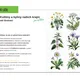 Květiny z české přírody SET ILUSTRACÍ 5