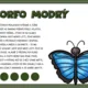 Výukové karty a flash cards - pralesní zvířata 4