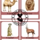 ZOO - flaschcards 2