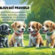 Pravidla třídy- Štěňátka  2