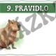 Pravidla třídy - téma džungle 3