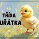 Informační tabulky k vyzdobení třídy- Kuřátka 2