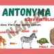 SYNONYMA, ANTONYMA, HOMONYMA - téma SAFARI 3