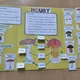 Lapbook houby 2