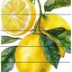 Ovoce 6