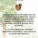 Detektivní hra pro MŠ - pomozte veverce najít ukradené zásoby na zimu (LESNÍ ZVĚŘ) 3