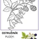 OMALOVÁNKY - PODZIM V LESE A NA LOUCE 3
