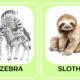 ZOO - flash cards 2