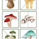 🍄 Houby 3