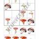 Houbové sudoku 4