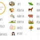 Vyjmenovaná slova po B - postřehovka 2