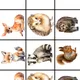 🌲 LESNÍ ZVÍŘÁTKA – didaktický balíček pro MŠ 🦉🦊🦔 7