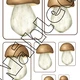Za houbičkami do lesa 🍄 – podzimní aktivity pro MŠ 4