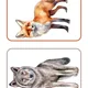 🌲 LESNÍ ZVÍŘÁTKA – didaktický balíček pro MŠ 🦉🦊🦔 3
