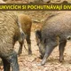 POZNÁVÁNÍ LISTNATÝCH STROMŮ A JEJICH PLODŮ - příprava na 2 - 3h 5