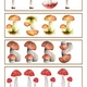 Podzim-houbový den🍄‍🟫🍄 9