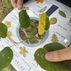 Detektiv Líštek - poznáváme stromy a jejich plody 4