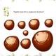 Kaštanová plotovka 🌰 2