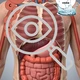 CHEMIE: Nástěnka - Chemie lidského těla 3