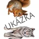 Hledačka lesní zvířata 2