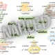 Spring (mind map, speaking cards) 2