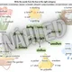 Spring (mind map, speaking cards) 3