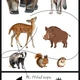 Živočichové v lese a u vody 🐗🐺🦇🦎🦉 5