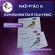 NAŠI PTÁCI II. - párečky, demonstrační karty 5