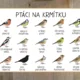 Ptáci na krmítku - Poznávačka s tajenkou 4