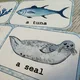 Demonstrační karty - SEA ANIMALS  5