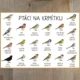 Ptáci na krmítku - Pracovní listy 5