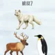 ❄️🌍 POZNÁVÁME POLÁRNÍ OBLASTI 🌍❄️ 5