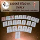 LIDSKÉ TĚLO IV. Svaly - Já mám. Kdo má? 3