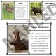 Kopytníci - 22 zástupců (trojkarty - jméno, obrázek, informace) 3