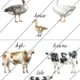 Zvířata na farmě 3