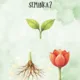🌱 Život rostliny od semínka ke květu 3