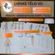Lidské tělo VII. - nervová s., oběhová s. a rozmnožovací soustava muže a ženy 2
