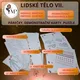 Lidské tělo VII. - nervová s., oběhová s. a rozmnožovací soustava muže a ženy 3