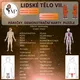 Lidské tělo VII. - nervová s., oběhová s. a rozmnožovací soustava muže a ženy 6