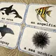 Demonstrační karty - SEA ANIMALS  9