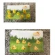 Kuřátkový den🐣 6