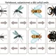 Hmyz aneb co kolem nás léta,bzučí a leze?🐝🐜 5